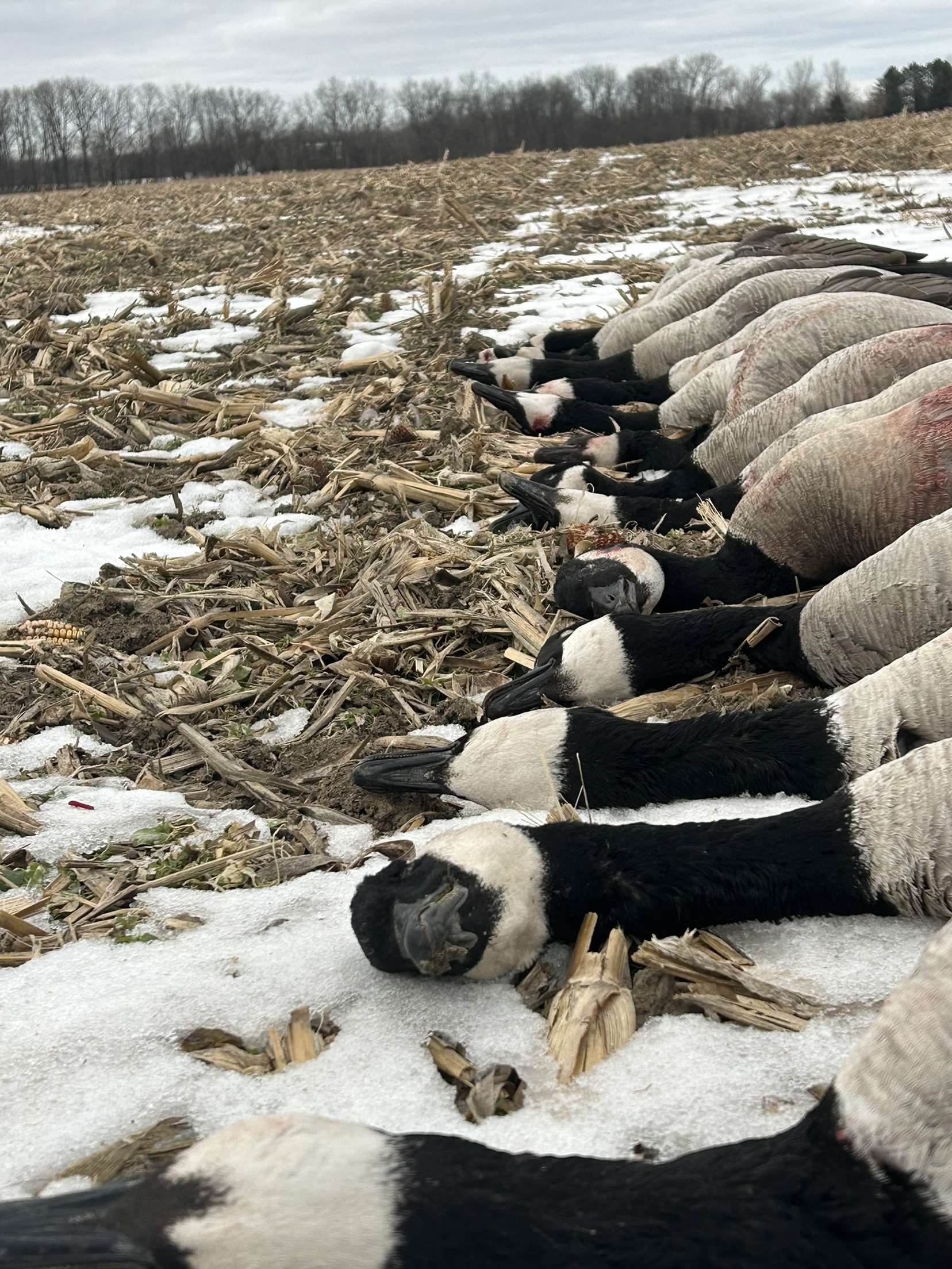 Guided Michigan Goose Hunts | Red Oak Hunts Waterfowl Trips Guided Michigan Goose Hunts | Red Oak Hunts Waterfowl Trips