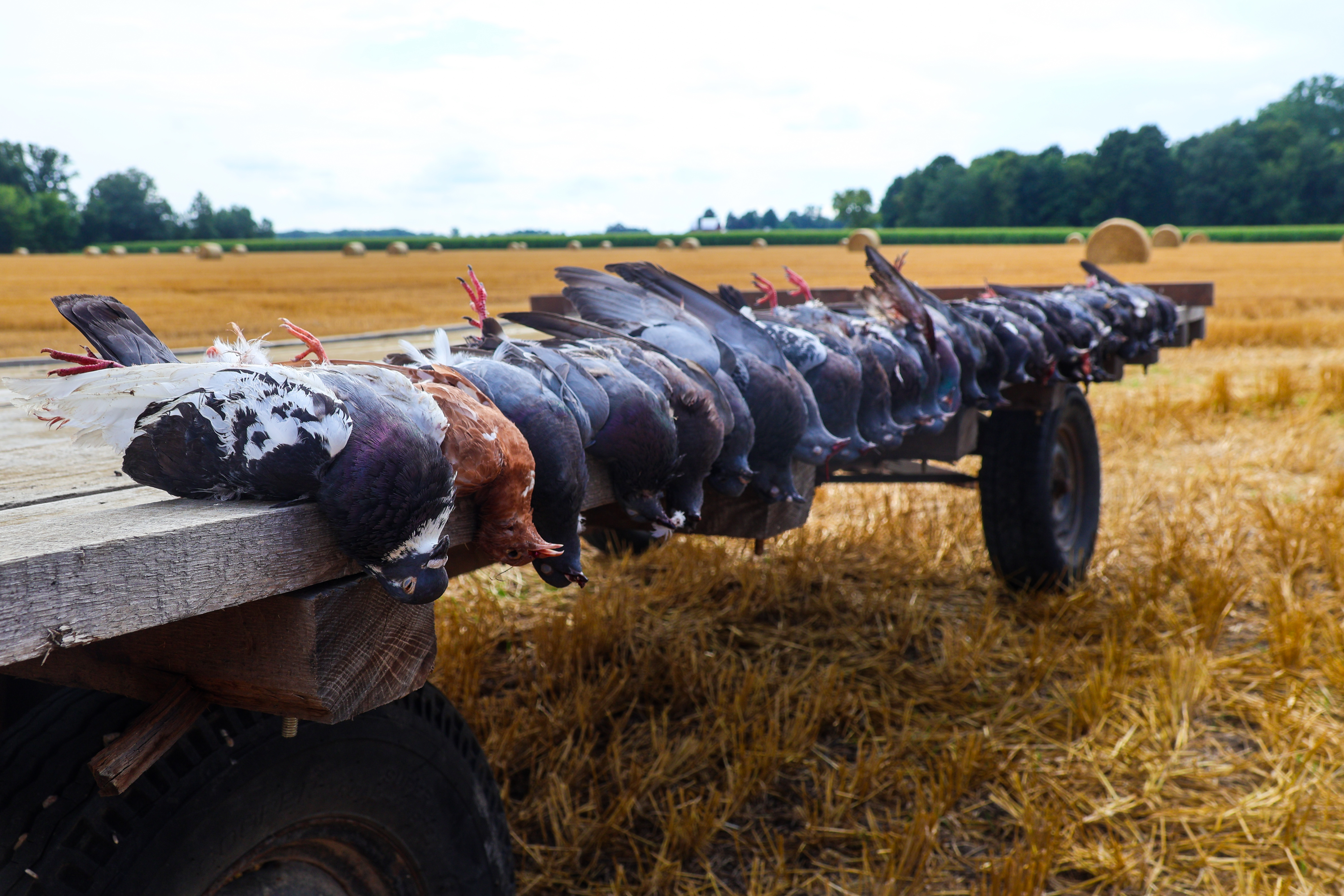 Guided Michigan Pigeon Hunts | Red Oak Hunts Shooting Trips